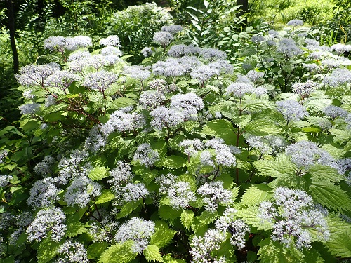 20190613_01.JPG