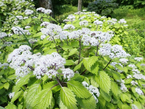 20190613_02.JPG