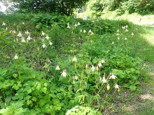 20190613_03.JPG