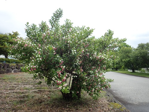 20190618_21.JPG