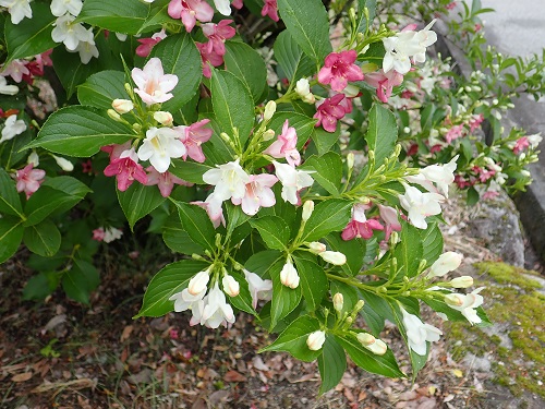 20190618_22.JPG