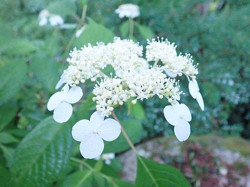 20190628_02.JPG