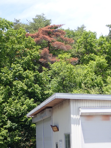 20190628_31.JPG