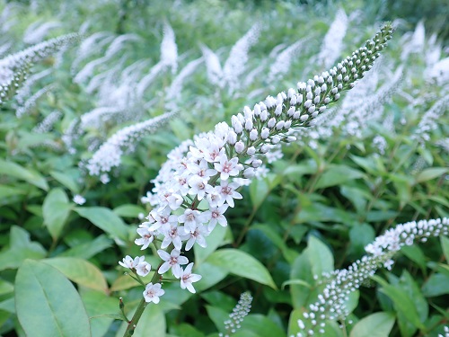 20190704_01.JPG