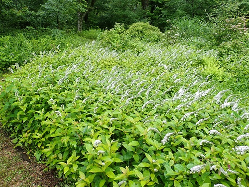 20190704_02.JPG