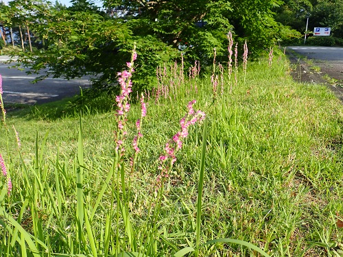 20190718_01.JPG
