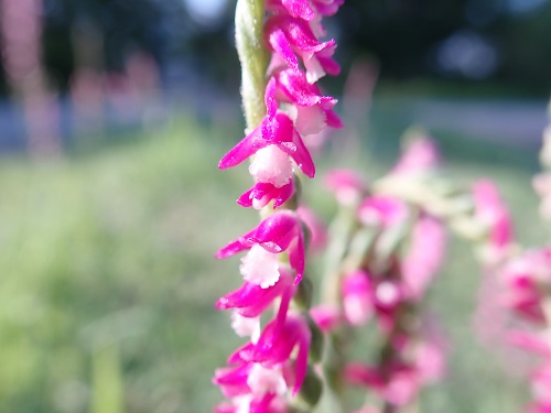 20190718_02.JPG