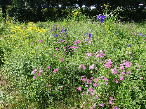 20190801_01.JPG