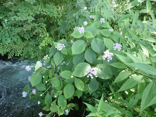 20190801_11.JPG
