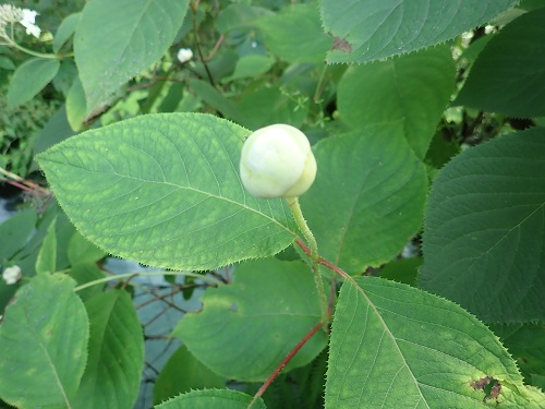 20190801_13.JPG