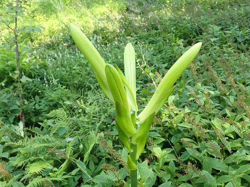 20190801_23.JPG