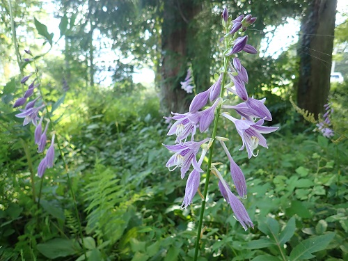 20190819_01.JPG