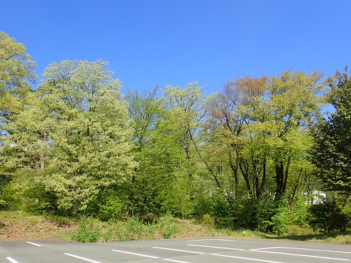 20200510-23_若葉萌え.JPG