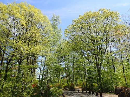 20200510-24_若葉萌え.JPG