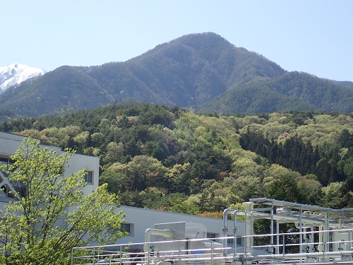 20200510-25_若葉萌え.JPG