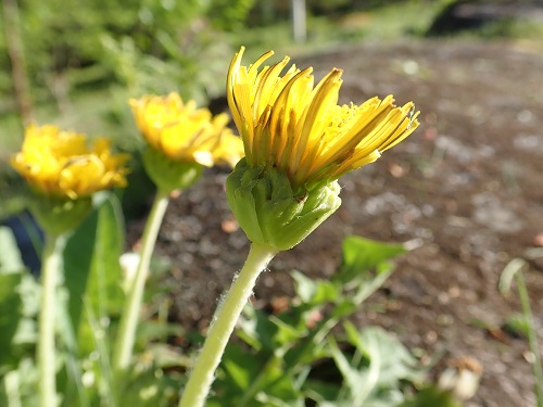 20200510-42_タンポポ.JPG