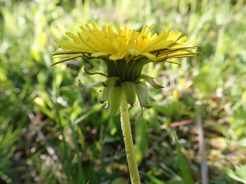 20200510-43_タンポポ.JPG