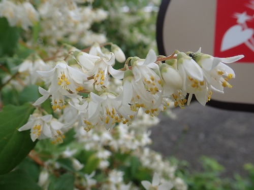 20200615_ウツギ（卯の花）.JPG