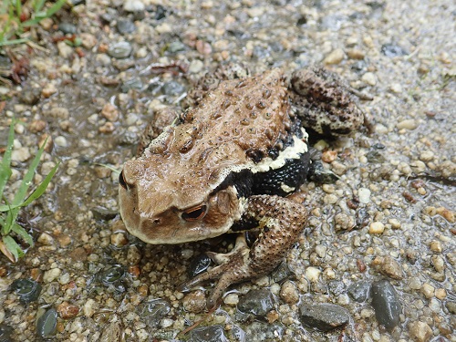 20200626_01-ヒキガエル.JPG