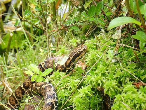 20200626_03-マムシ.JPG