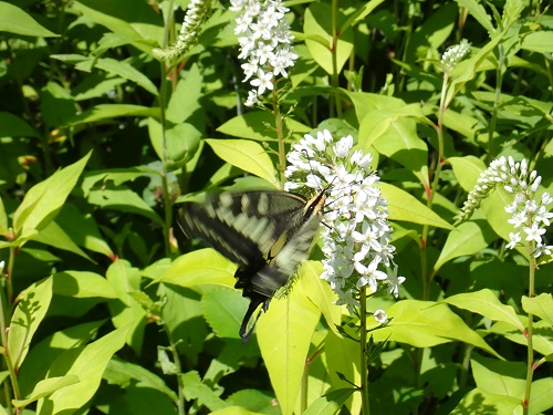 20200629-04_キアゲハ.JPG
