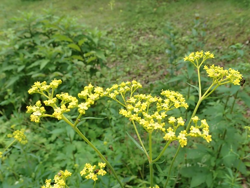 20200720_オミナエシ.JPG