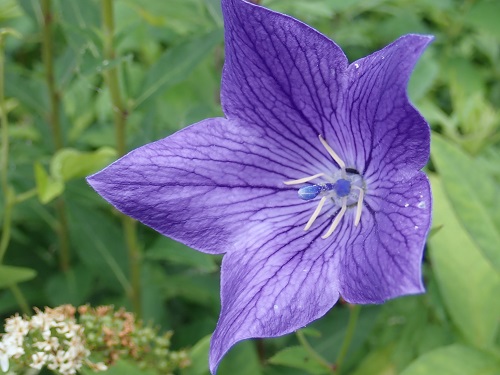 20200720_キキョウｰ1（雄しべ成熟）.JPG