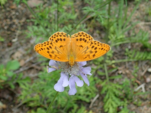 20200720_マツムシソウとコヒョウモン（タテハチョウ科）.JPG