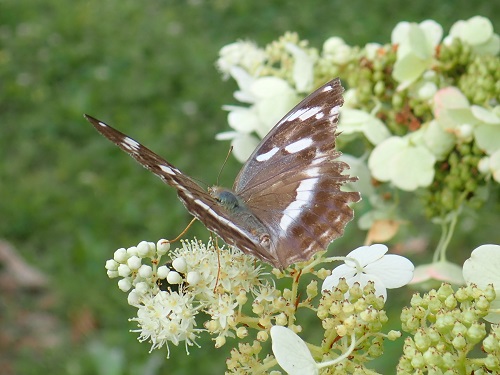 20200902-12_イチモンジチョウ.JPG