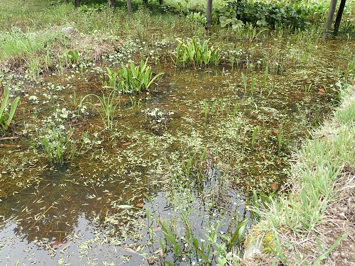 20200915_水芭蕉池整備前-2.JPG