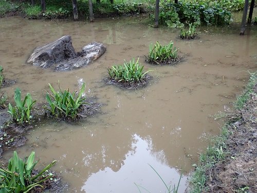 20200924_水芭蕉池整備後-2.JPG