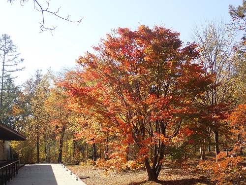 20201120-11.JPG