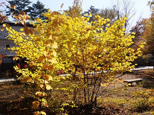 20201120-12.JPG