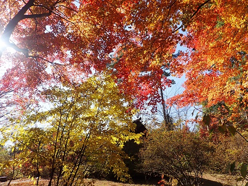 20201120-16.JPG