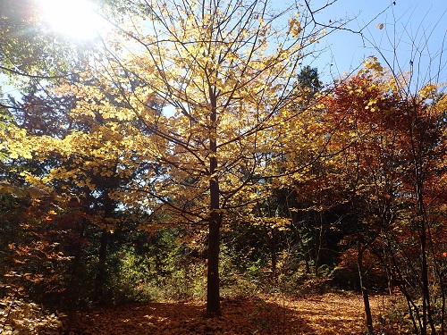 20201120-21.JPG