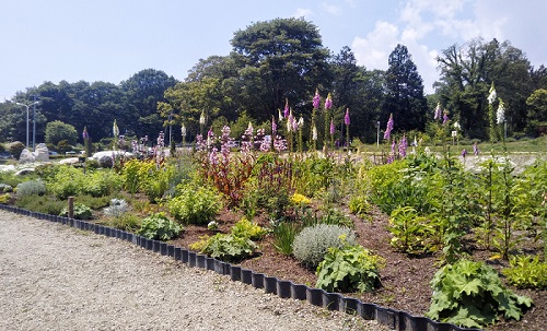 ハーブの庭だより 健康の森 Blog 養命酒 駒ヶ根工場 健康の森 養命酒製造株式会社 ハーブの庭だより 健康の森 Blog 養命酒 駒ヶ根工場 健康の森 養命酒製造株式会社