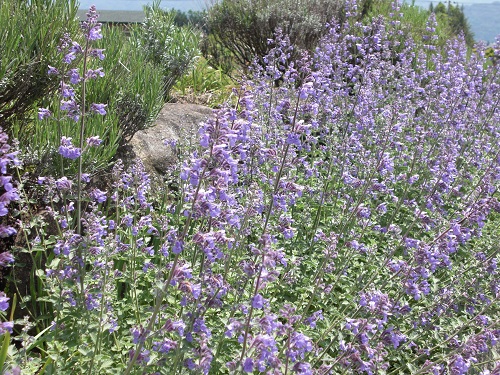 catmint3S.jpg