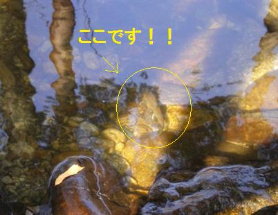 魚