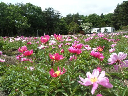 芍薬の花