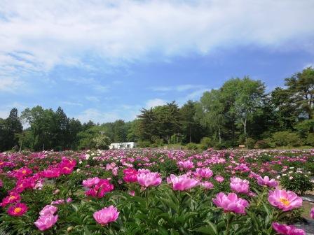 Ｉｎ 四季咲きの丘