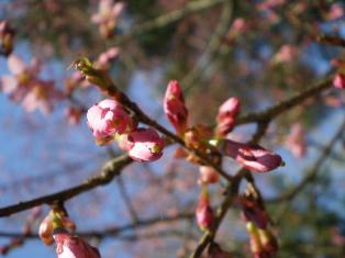 山桜