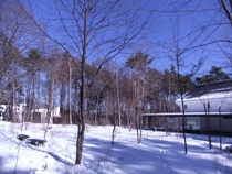 雪化粧