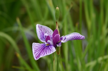 菖蒲