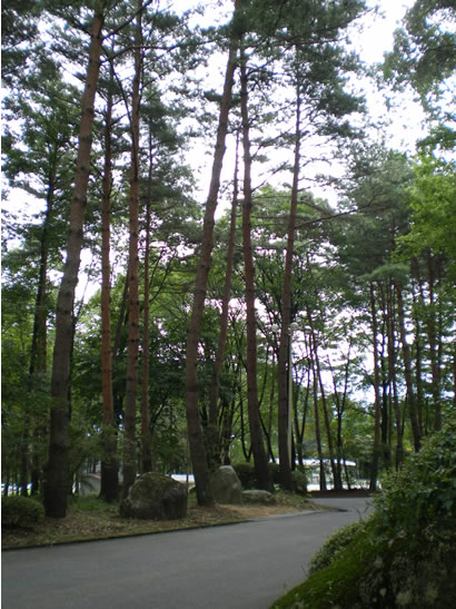 森景色