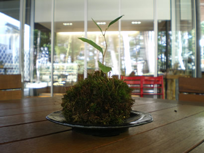 苔玉