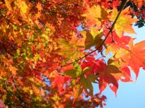 紅葉アップ