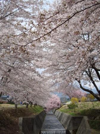 桜並木道♡