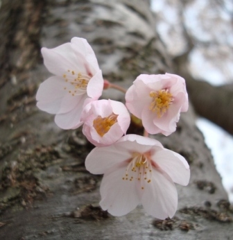 幹から花が！！