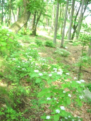 山野草コース周辺