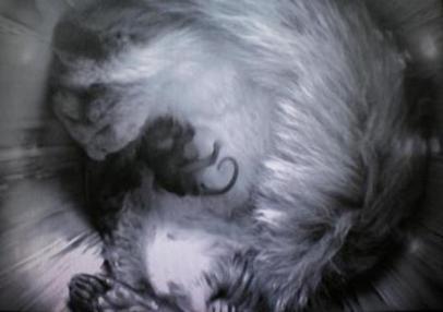 親子でZZZ